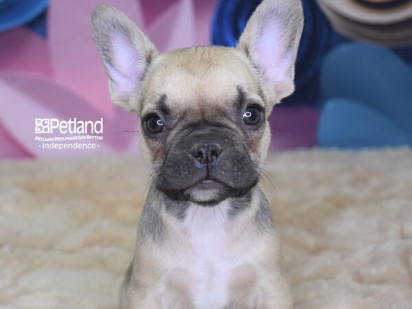 French Bulldog DOG Female Sable 2646 Petland Independence, Missouri