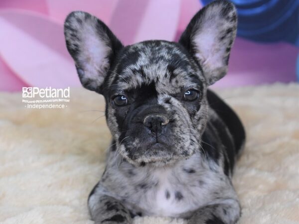 French Bulldog DOG Male Blue Merle 2645 Petland Independence, Missouri