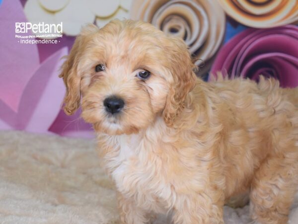 Cockapoo DOG Male 2644 Petland Independence, Missouri