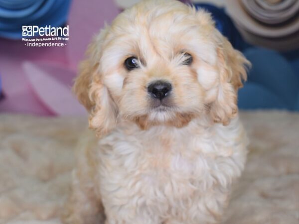 Cockapoo-DOG-Female--2642-Petland Independence, Missouri