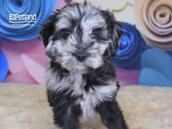 Miniature Aussiedoodle-DOG-Female-Merle-2638-Petland Independence, Missouri