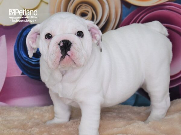 English Bulldog DOG Female White 2637 Petland Independence, Missouri