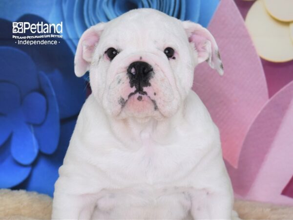 English Bulldog DOG Male White 2636 Petland Independence, Missouri