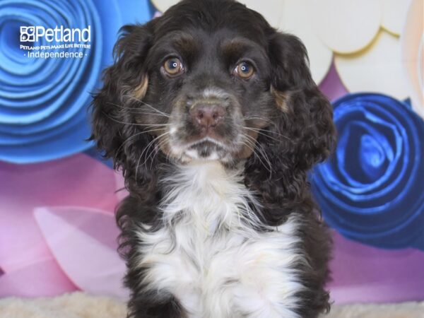 Cocker Spaniel DOG Female Chocolate & White 2655 Petland Independence, Missouri