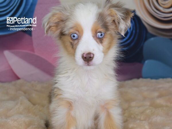 Toy Australian Shepherd DOG Male Red Merle White Markings Tan Points 2654 Petland Independence, Missouri