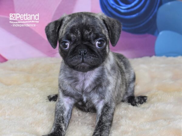 Pug DOG Female Reverse Brindle 2647 Petland Independence, Missouri