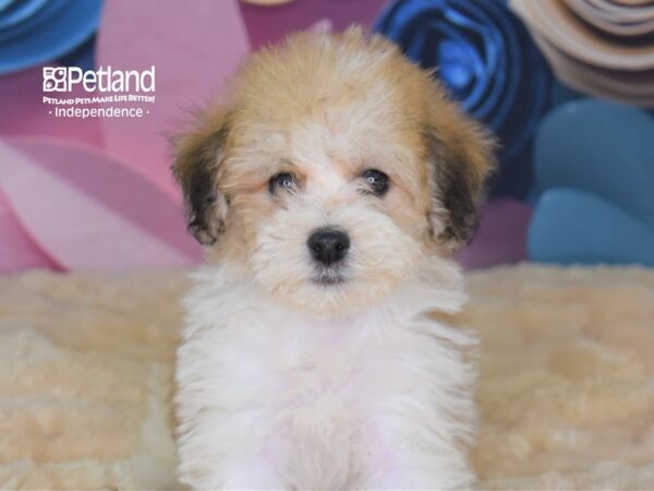 Havapoo-DOG-Female--2641-Petland Independence & Lee's Summit, MO