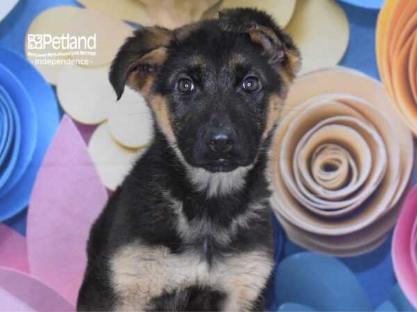 German Shepherd DOG Female Black and Tan 2656 Petland Independence, Missouri