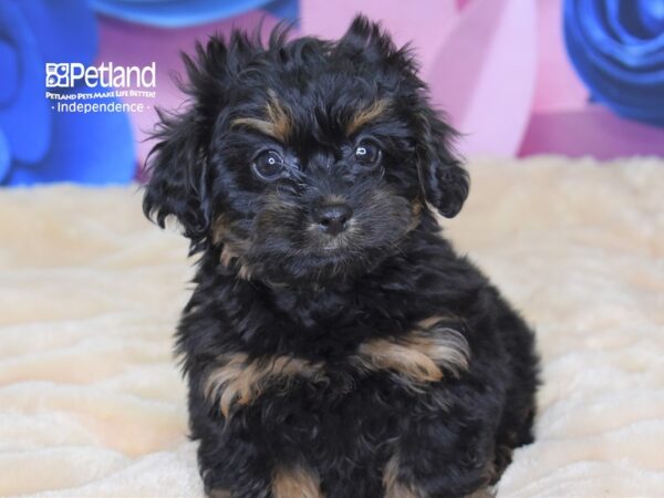 Pekapoo-DOG-Female-Black and Tan-2657-Petland Independence, Missouri