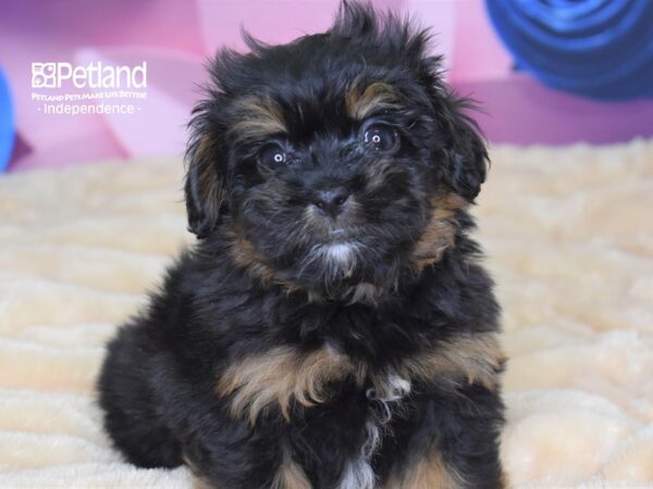 Pekapoo DOG Female Black and Tan 2658 Petland Independence, Missouri