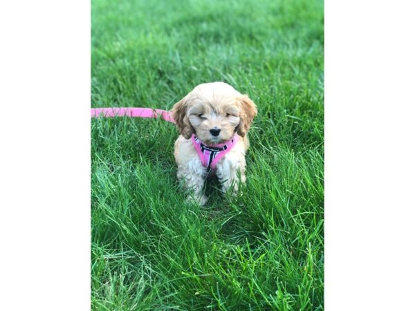 Cockapoo DOG Female 2643 Petland Independence, Missouri