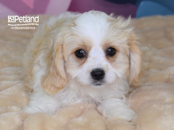 Cavachon-DOG-Male-Cream & White-2673-Petland Independence, Missouri