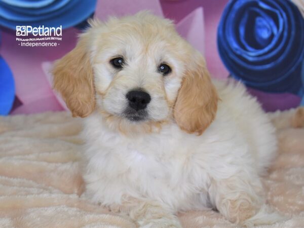 Mini Goldendoodle DOG Female Light Golden 2660 Petland Independence, Missouri