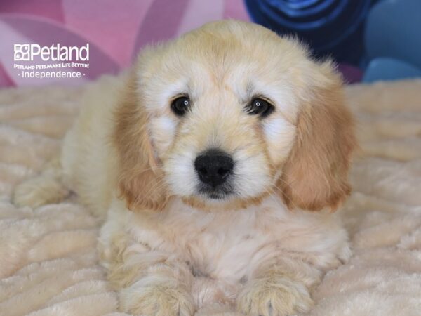 Mini Goldendoodle DOG Female Light Golden 2661 Petland Independence, Missouri