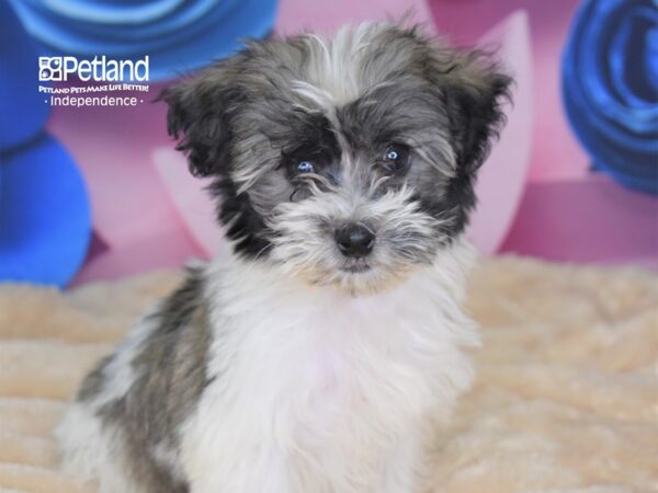 Havapoo-DOG-Male--2640-Petland Independence, Missouri