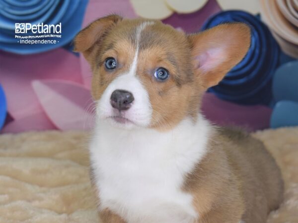 Pembroke Welsh Corgi-DOG-Female-Sable White Markings-2663-Petland Independence & Lee's Summit, MO