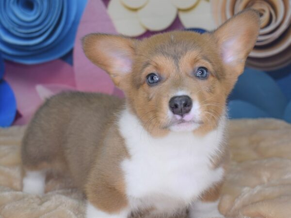 Pembroke Welsh Corgi-DOG-Male-Sable White Markings-2662-Petland Independence & Lee's Summit, MO