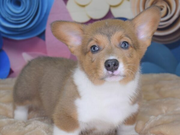 Pembroke Welsh Corgi-DOG-Male-Sable White Markings-2662-Petland Independence, Missouri