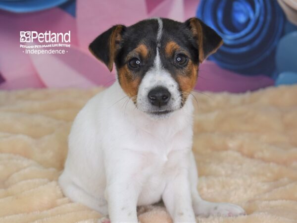 Jack Russell Terrier DOG Male White 2664 Petland Independence, Missouri