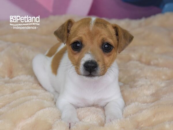 Jack Russell Terrier-DOG-Female-White-2665-Petland Independence, Missouri