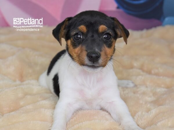 Jack Russell Terrier DOG Female Black, Tan, & White 2675 Petland Independence, Missouri