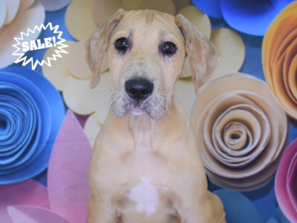 Great Dane DOG Male 2589 Petland Independence, Missouri