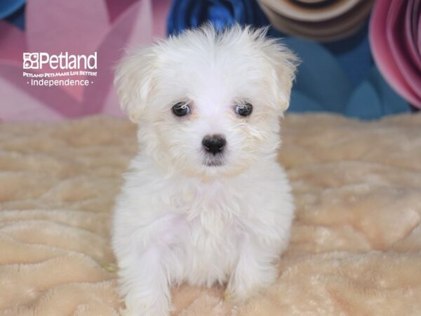 Maltese DOG Female White 2678 Petland Independence, Missouri