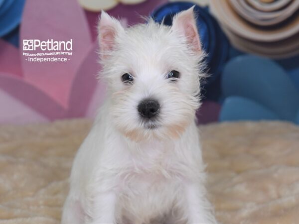 Miniature Schnauzer DOG Female White 2679 Petland Independence, Missouri