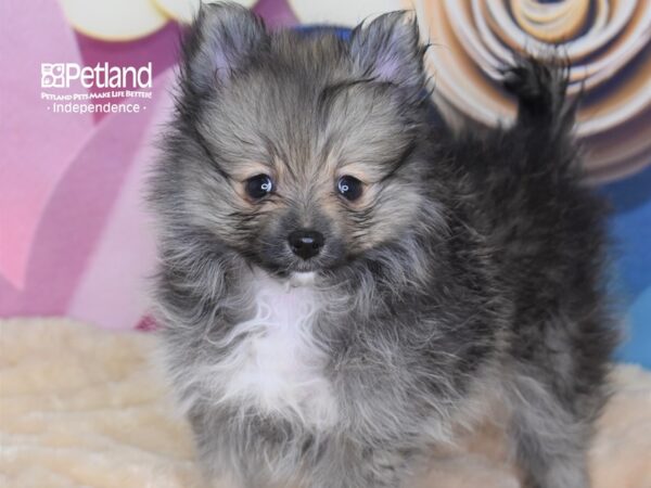 Pomeranian DOG Female Wolf Sable 2669 Petland Independence, Missouri