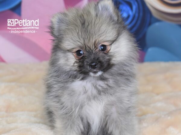 Pomeranian DOG Male Wolf Sable 2667 Petland Independence, Missouri