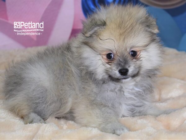 Pomeranian-DOG-Male-Wolf Sable-2668-Petland Independence & Lee's Summit, MO