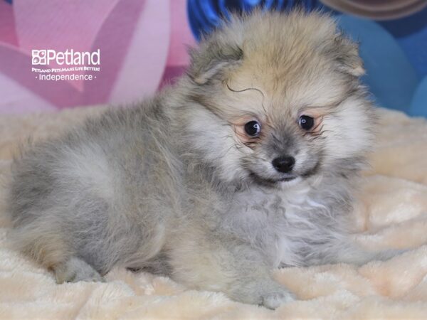 Pomeranian DOG Male Wolf Sable 2668 Petland Independence, Missouri