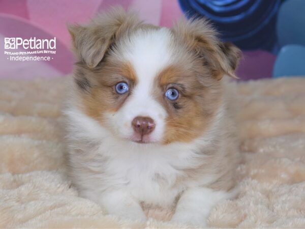 Toy Australian Shepherd DOG Male 2680 Petland Independence, Missouri