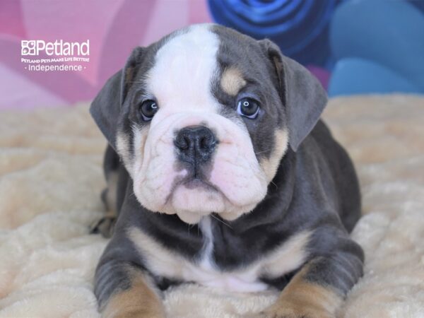 English Bulldog DOG Male Blue White & Tan 2671 Petland Independence, Missouri