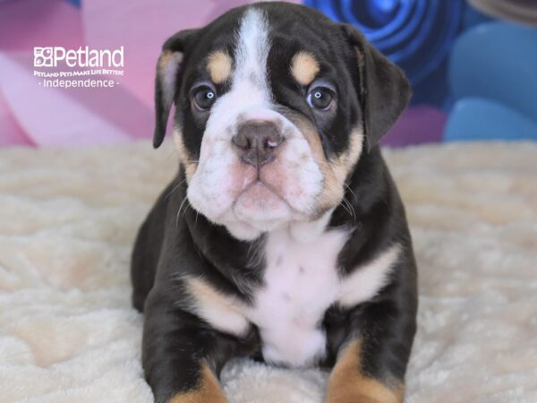 English Bulldog-DOG-Male-Chocolate White & Tan-2670-Petland Independence, Missouri