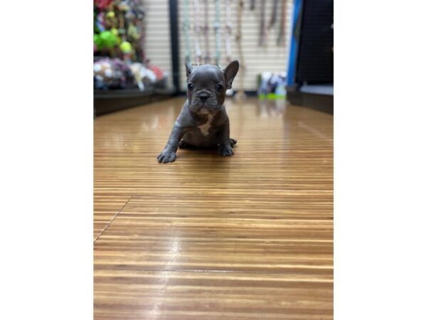 French Bulldog-DOG-Male-Blue-2685-Petland Independence & Lee's Summit, MO
