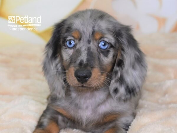 Dachshund DOG Male Black & Tan Dapple 2681 Petland Independence, Missouri