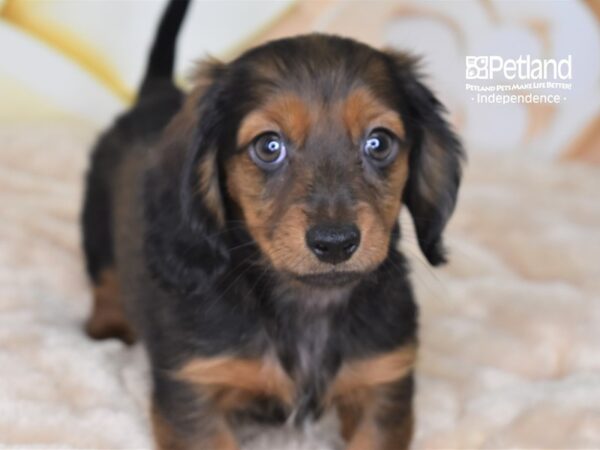 Dachshund DOG Female Wild Boar 2682 Petland Independence, Missouri