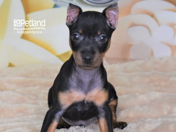 Miniature Pinscher-DOG-Male-Black & Rust-2683-Petland Independence & Lee's Summit, MO