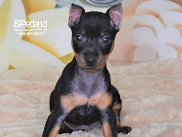 Miniature Pinscher DOG Male Black & Rust 2683 Petland Independence, Missouri