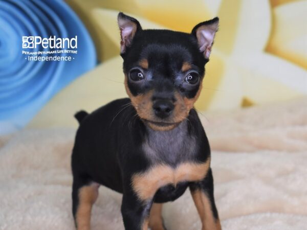 Miniature Pinscher DOG Female Black & Rust 2684 Petland Independence, Missouri