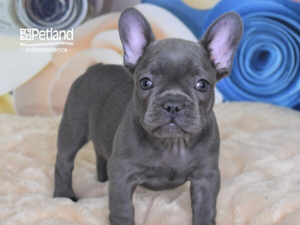 French Bulldog-DOG-Female-Blue-2688-Petland Independence & Lee's Summit, MO