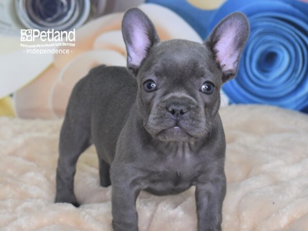 French Bulldog-DOG-Female-Blue-2688-Petland Independence, Missouri