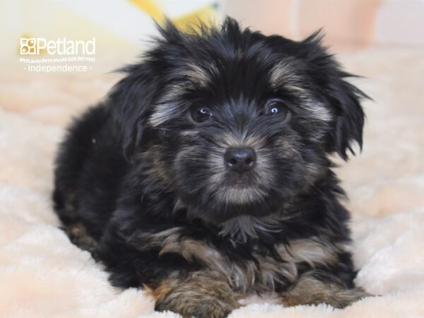 Yorkshire Terrier-DOG-Male-Black & Tan-2677-Petland Independence, Missouri
