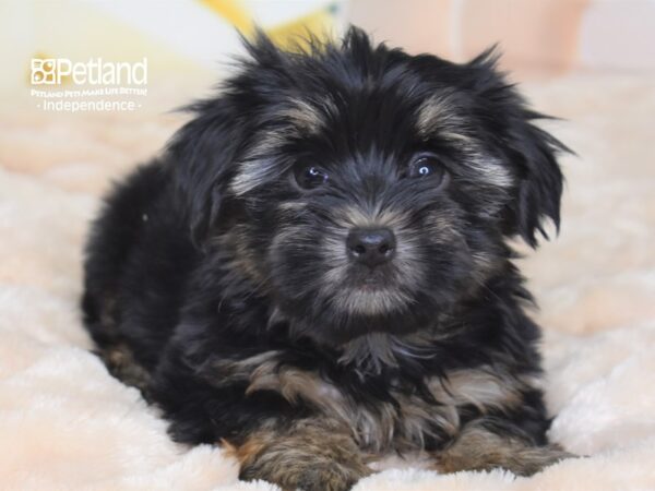 Yorkshire Terrier DOG Male Black & Tan 2677 Petland Independence, Missouri