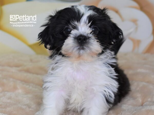 Shih Tzu-DOG-Male-Black & White-2666-Petland Independence, Missouri