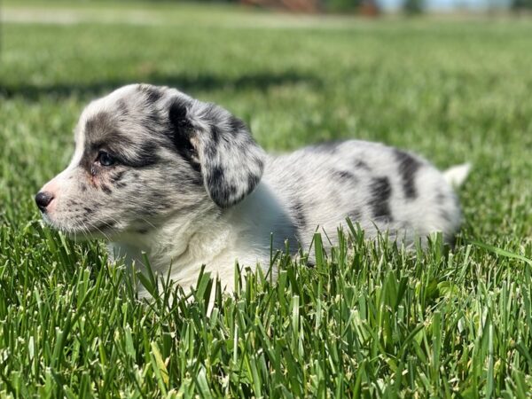 Cardigan Welsh Corgi-DOG-Male-Blue Merle White Markings Tan Points-2691-Petland Independence & Lee's Summit, MO
