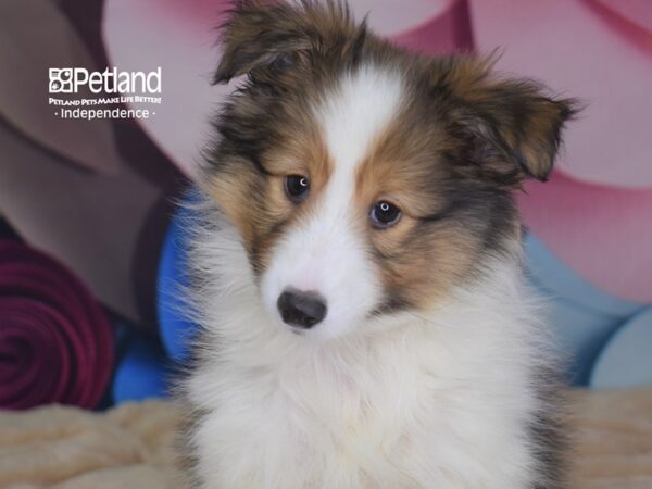 Shetland Sheepdog DOG Male Sable and White 2704 Petland Independence, Missouri