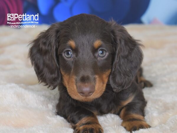 Dachshund-DOG-Male-Chocolate and Tan-2703-Petland Independence & Lee's Summit, MO