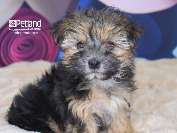 Morkie DOG Female Black and Tan 2702 Petland Independence, Missouri